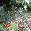 Plants: image 51 Of 71 Thumb